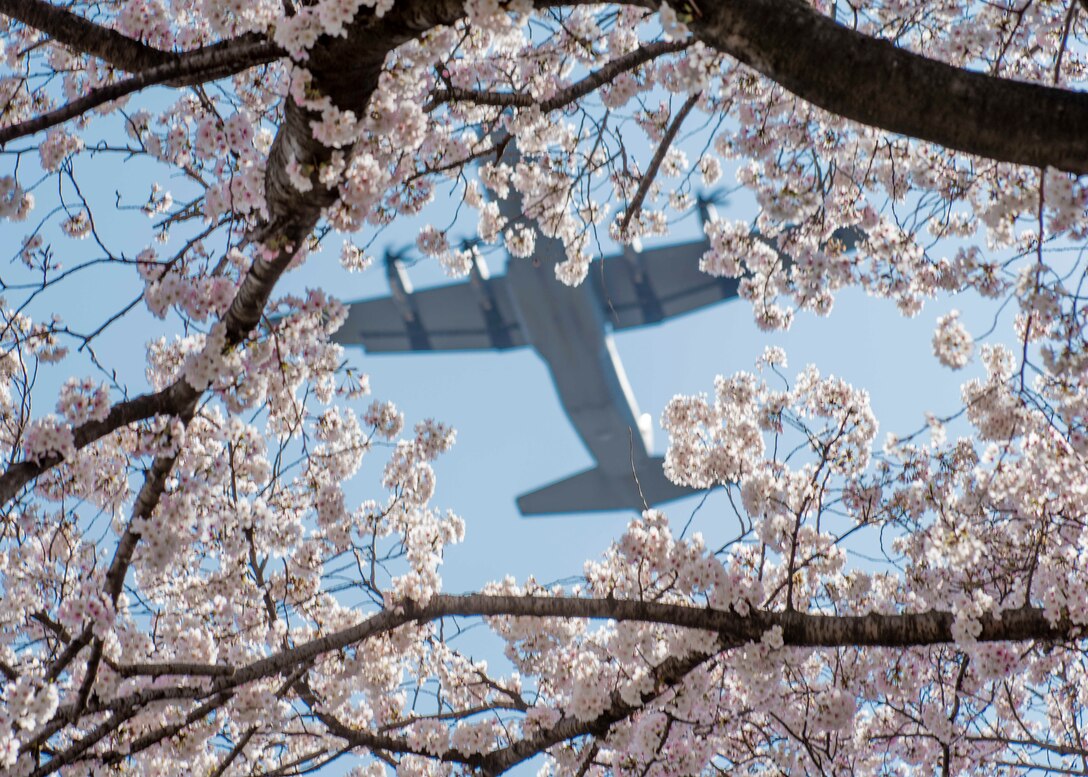 A 36th Airlift Squadron C‐130J Super Hercules flies over cherry blossom trees, March 26, 2020, at Yokota Air Base, Japan.