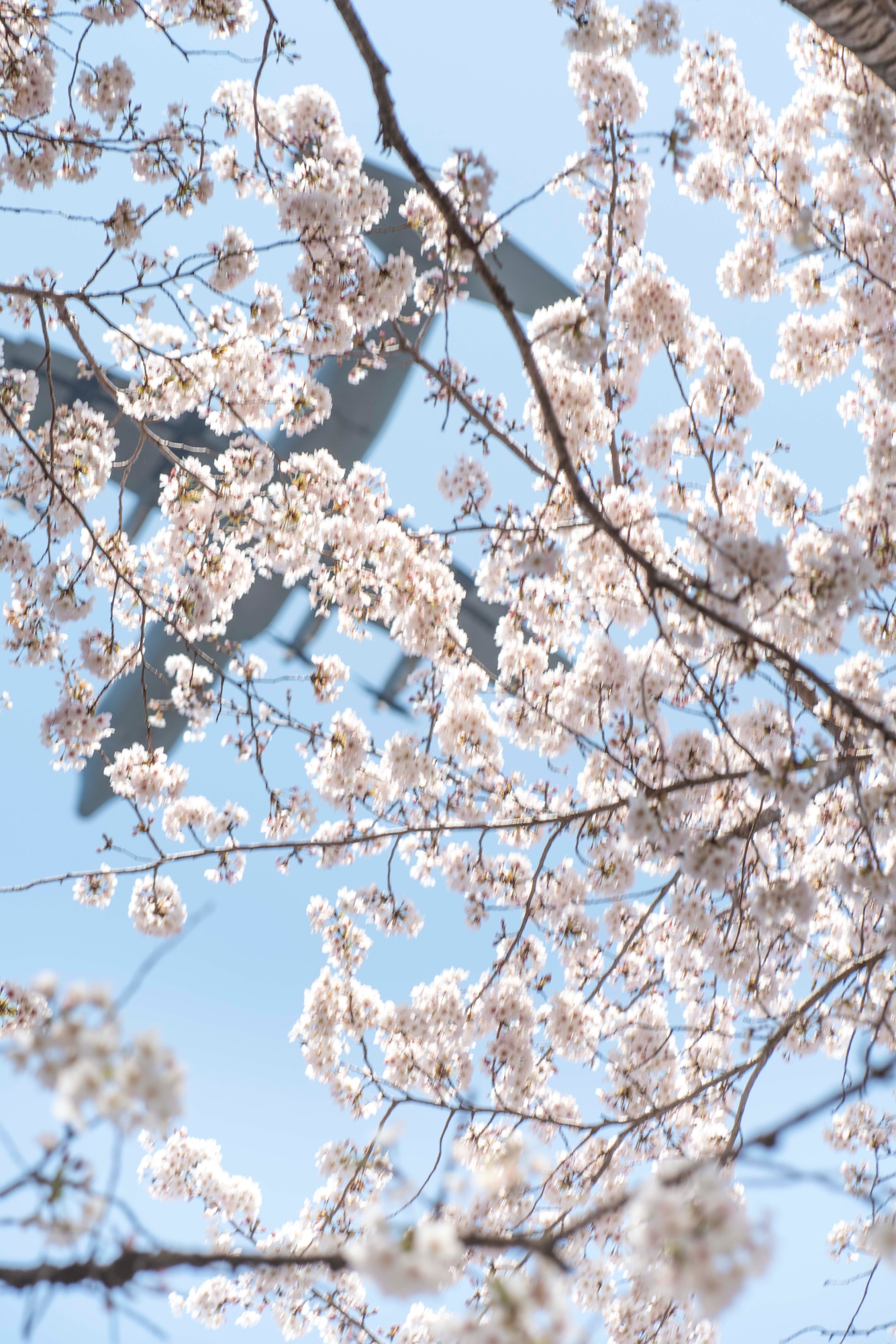 A 36th Airlift Squadron C‐130J Super Hercules flies over cherry blossom trees, March 26, 2020, at Yokota Air Base, Japan.