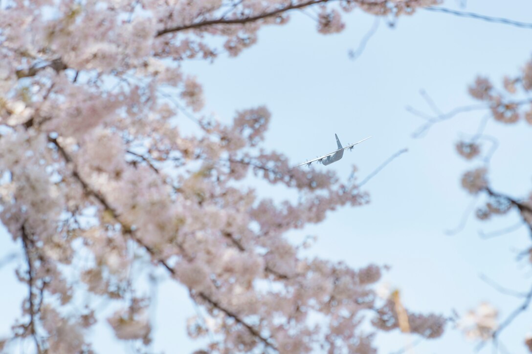 A 36th Airlift Squadron C‐130J Super Hercules flies over cherry blossom trees, March 26, 2020, at Yokota Air Base, Japan.