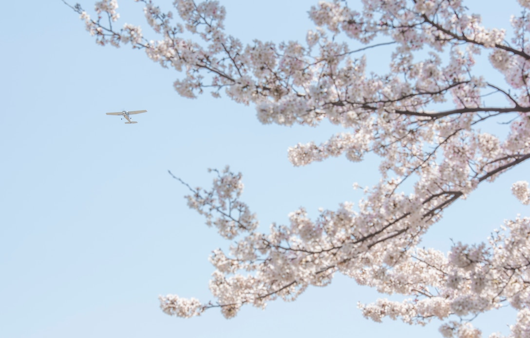 A Cessna owned and operated by the Aero Club flies over cherry blossom trees March 26, 2020, at Yokota Air Base, Japan.