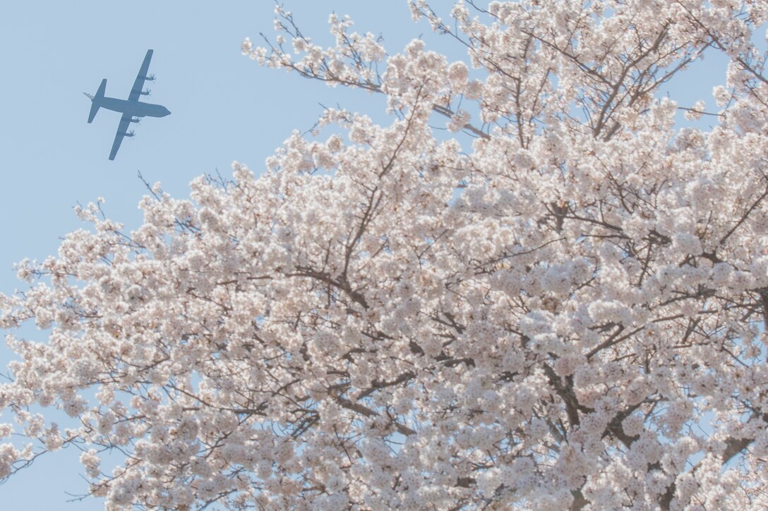 A 36th Airlift Squadron C‐130J Super Hercules flies over cherry blossom trees, March 26, 2020, at Yokota Air Base, Japan.