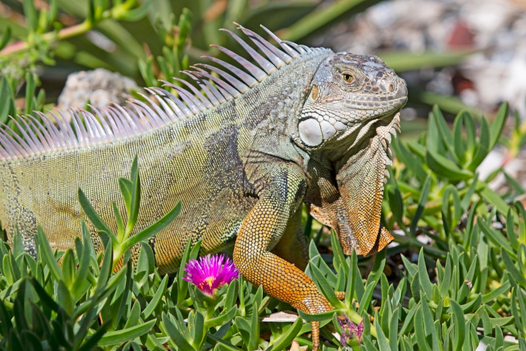 Green Iguana