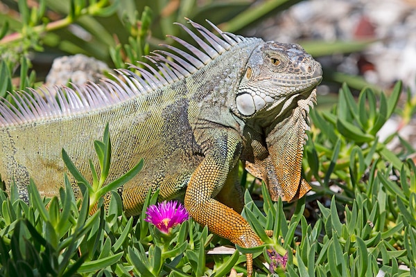 Green Iguana