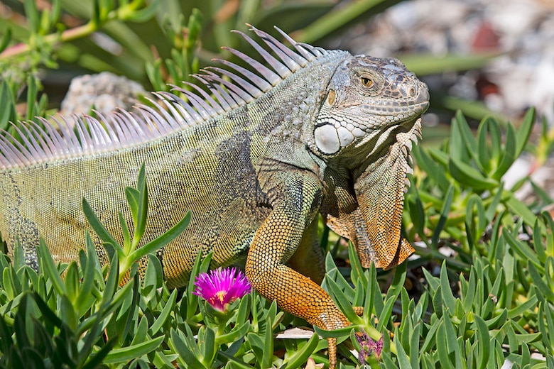 Green Iguana