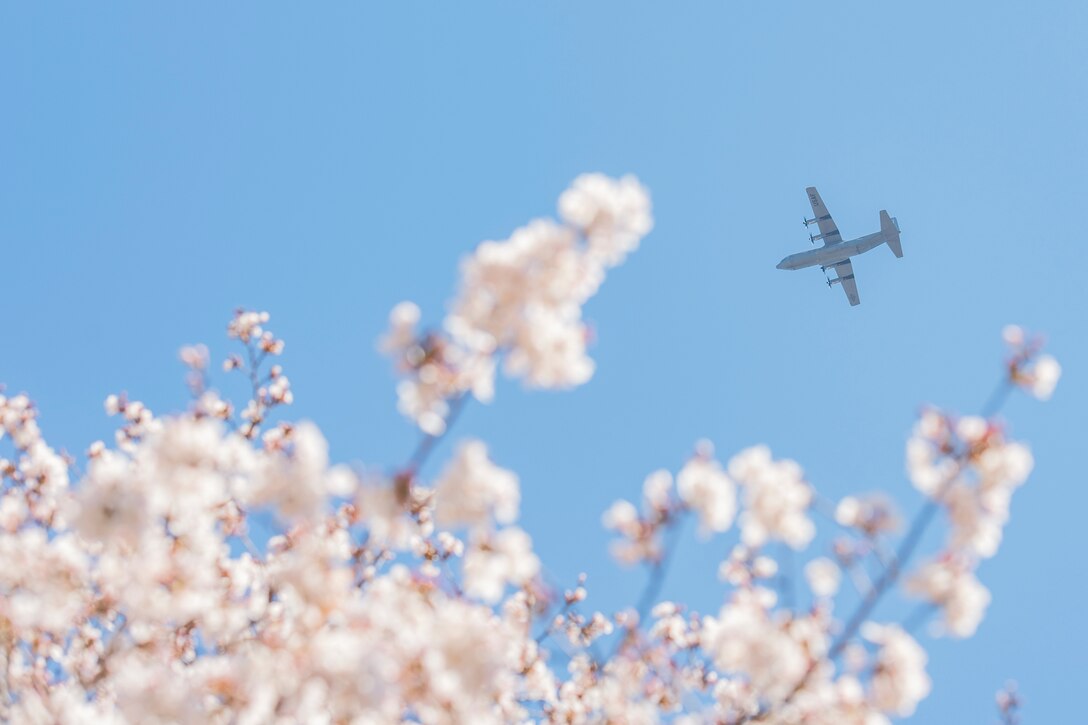 Cherry blossom branches frame an aircraft flying in blue sky.