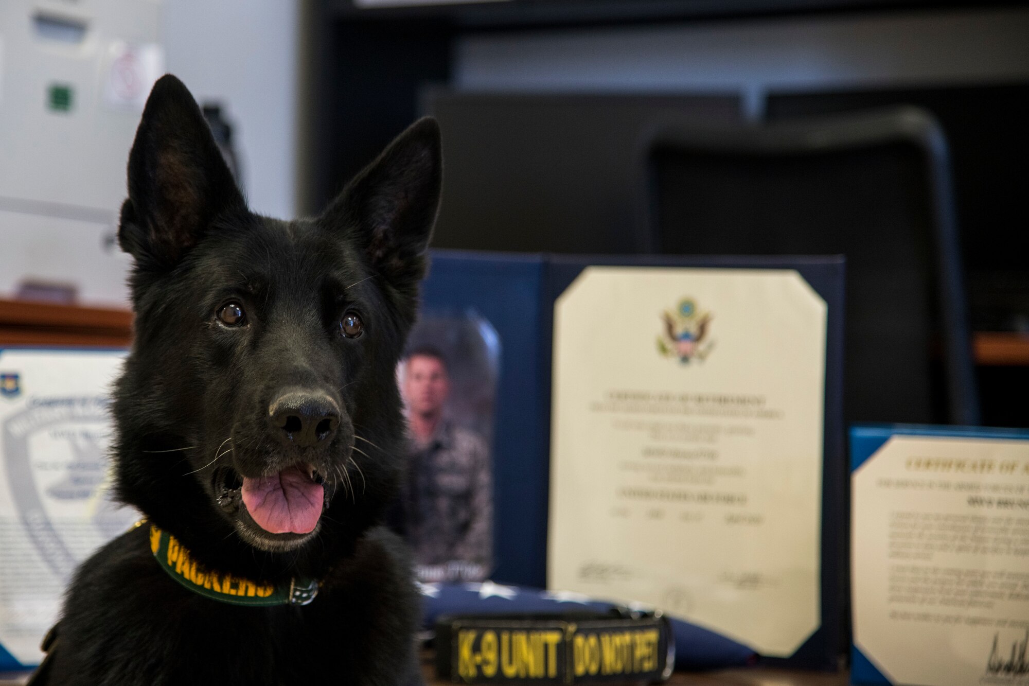 Military working dog Bruno, 49th Security Forces Squadron explosive detector dog, poses for a photo prior to his retirement ceremony, April 24, 2020, on Holloman Air Force Base, N.M.  MWD Bruno’s service began nine years ago at Joint Base San Antonio-Lackland with the 341st Training Squadron with a 180-day training course focused on explosive detection. (U.S. Air Force photo by Senior Airman Collette Brooks)