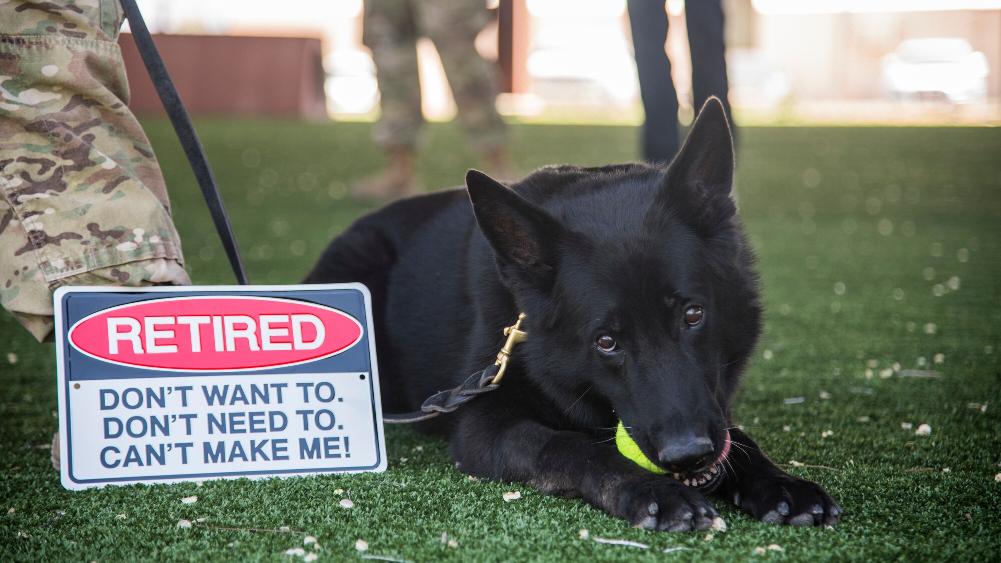 Military working dog Bruno, 49th Security Forces Squadron explosive detector dog, chews on a tennis ball during his retirement ceremony, April 24, 2020, on Holloman Air Force Base, N.M. After retirement, MWD Bruno was adopted by his handler, Staff Sgt. Chase Feeney, 49th SFS MWD handler. (U.S. Air Force photo by Senior Airman Collette Brooks)