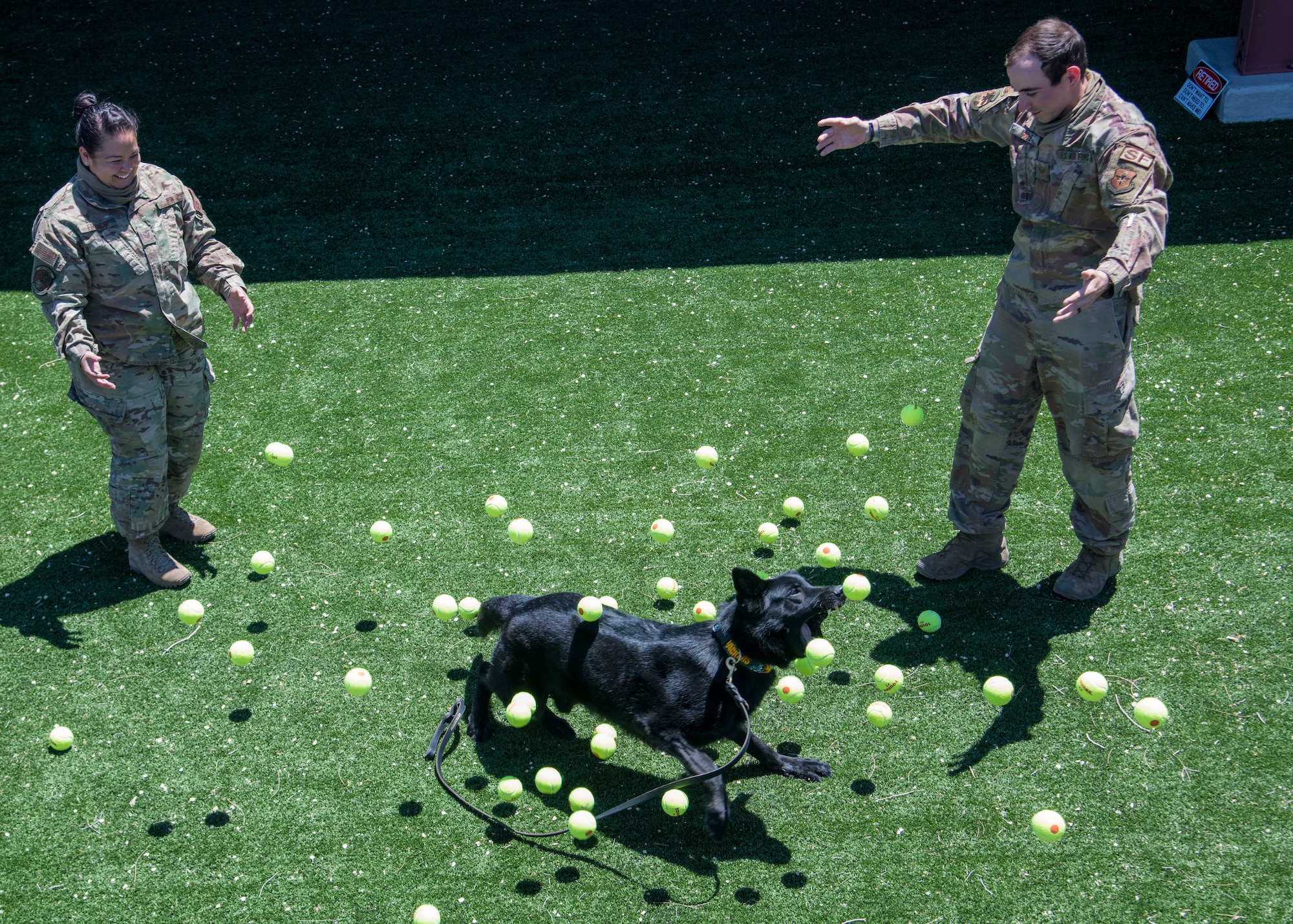 Staff Sgt. Jennifer Franco, left, kennel master, and Staff Sgt. William Hale, right, military working dog handler; both with the 49th Security Forces Squadron, toss tennis balls in the air for MWD Bruno, 49th SFS explosive detector dog, during his retirement ceremony, April 24, 2020, on Holloman Air Force Base, N.M. After serving almost nine years in the U.S. Air Force and six of those nine years at Holloman, MWD Bruno ended his military career surrounded by friends, colleagues and tennis balls. (U.S. Air Force photo by Senior Airman Collette Brooks)