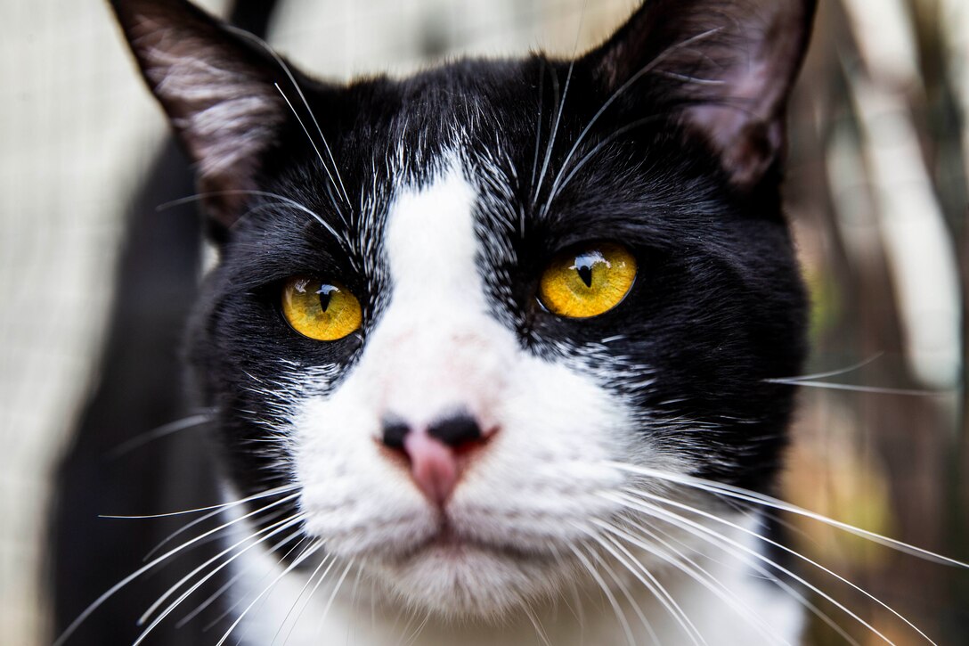 A cat.