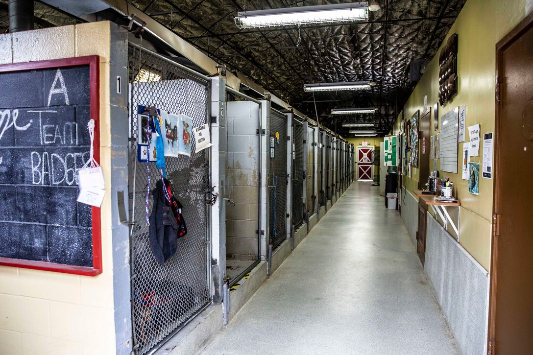 Animals waiting in cages at an animal shelter.