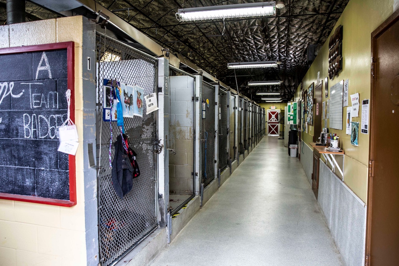 Animals waiting in cages at an animal shelter.