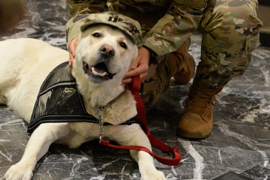 A soldier petting a service dog.