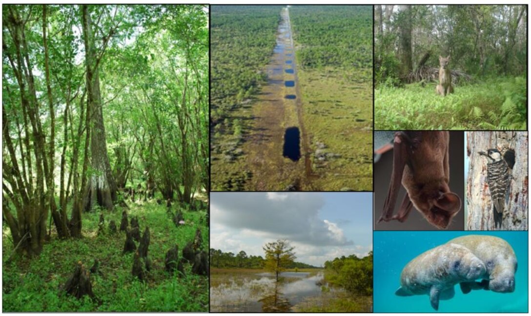 Picayune Strand Restoration Project photo collage