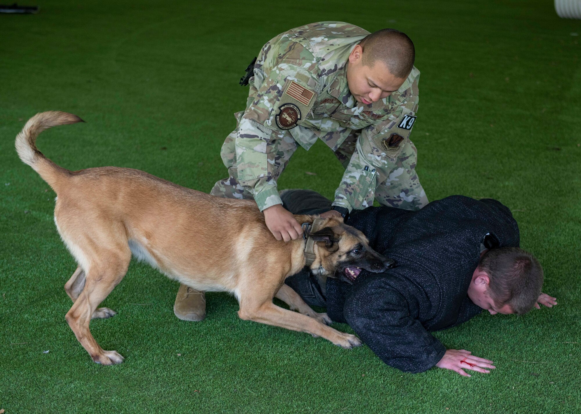 Senior Airman Joseph Garcia, 4th Security Forces Squadron (SFS) military working dog (MWD) handler, instructs MWD Tessa to release Staff Sgt. Dakota Willis, 4th SFS MWD kennel master, during patrol training at Seymour Johnson Air Force Base, North Carolina, May 7, 2020. Military working dogs can be used to apprehend a suspect, search vehicles and buildings for explosives or drugs, deploying overseas and presidential details. (U.S. Air Force photo by Airman First Class Kimberly Barrera)