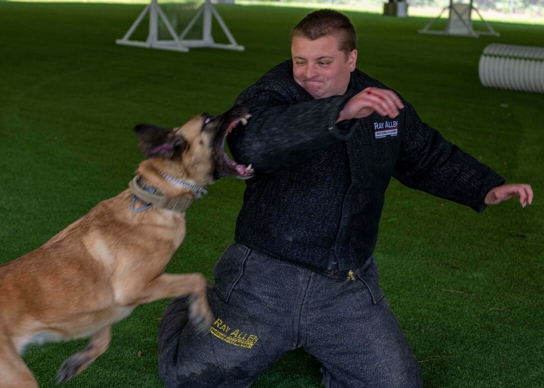 Military working Dog (MWD) Tessa apprehends Staff Sgt. Dakota Willis, 4th Security Forces Squadron (MWD) kennel master, during patrol training at Seymour Johnson Air Force Base, North Carolina, May 7, 2020. Patrol training is conducted routinely as a way to utilize MWD’s as a less that lethal use of force. (U.S. Air Force photo by Airman First Class Kimberly Barrera)