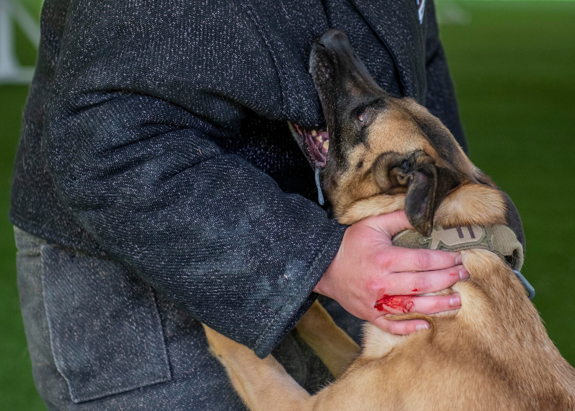 Military working dog (MWD) Tessa bites the personal protective suit of a decoy during patrol training at Seymour Johnson Air Force Base, North Carolina, May 7, 2020. MWD handlers serve as decoys (sparring partners) for MWD in addition to being the training instructors of their dogs. (U.S. Air Force photo by Airman First Class Kimberly Barrera)