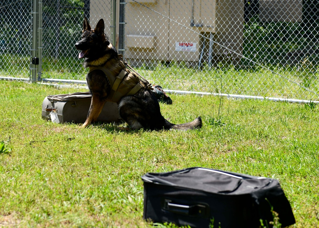 Military working dog Derek identifies the suitcase that contains narcotics during detection training at Seymour Johnson Air Force Base, North Carolina, May 7, 2020. Detector dogs are utilized through base security operations to detect narcotics or explosives. (U.S. Air Force photo by Airman First Class Kimberly Barrera)
