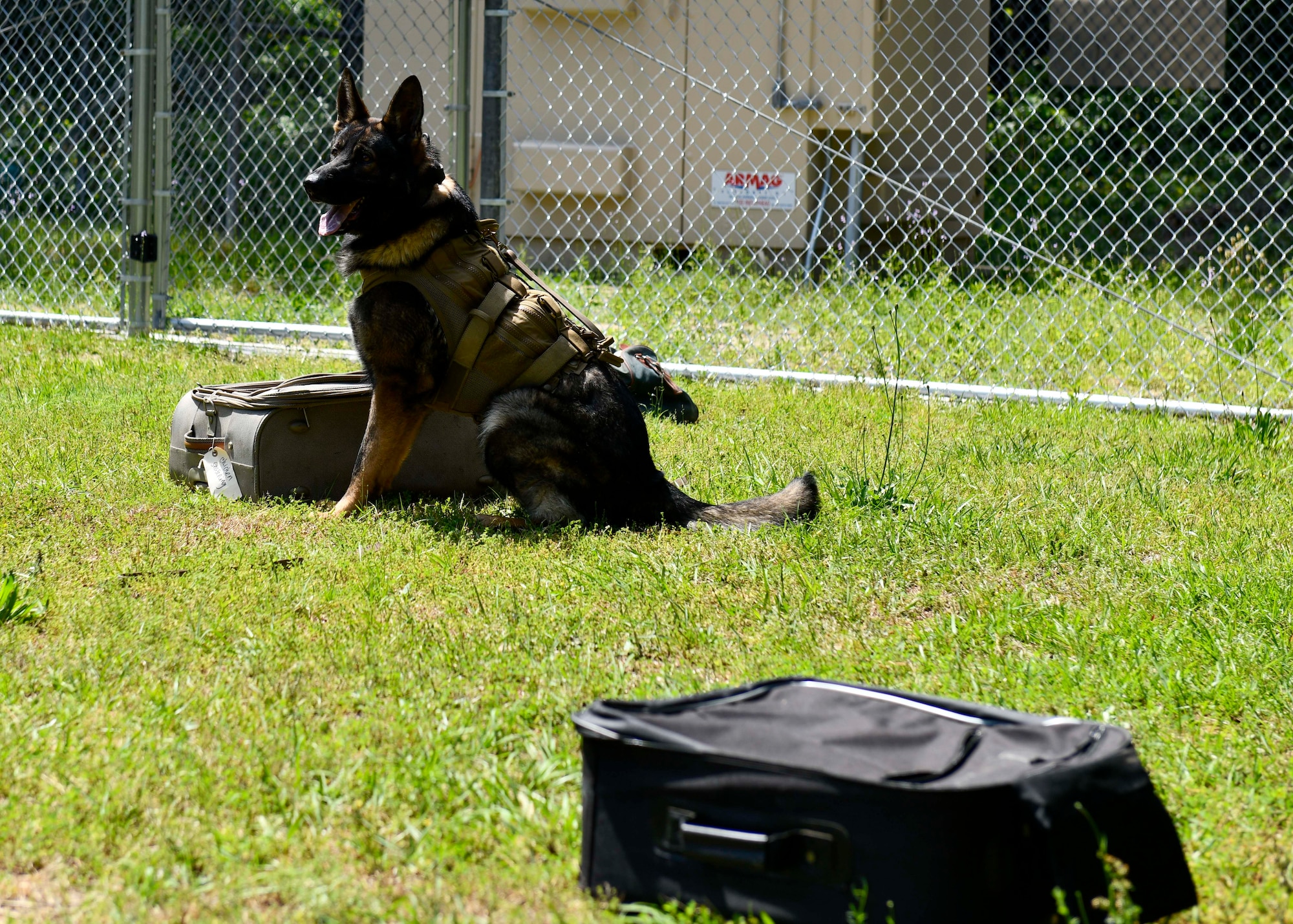 Military working dog Derek identifies the suitcase that contains narcotics during detection training at Seymour Johnson Air Force Base, North Carolina, May 7, 2020. Detector dogs are utilized through base security operations to detect narcotics or explosives. (U.S. Air Force photo by Airman First Class Kimberly Barrera)