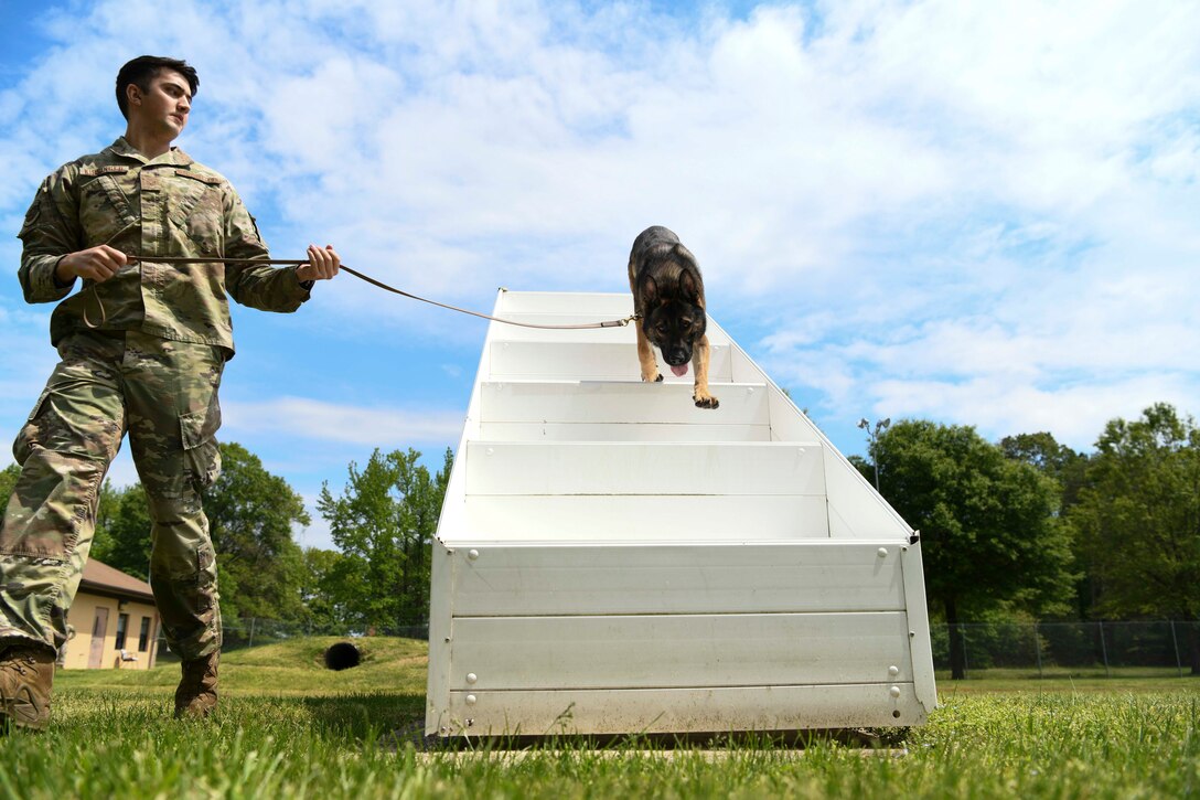 Staff Sgt. Trenton Kissinger, 11th Security Support Squadron military working dog handler, takes Edo, MWD, over a stair obstacle at Joint Base Andrews, Md., May 14, 2020. The JBA kennel is the largest in the Department of Defense, sporting over 25 dogs. Police Week is held annually during whichever week May 15th falls to honor all law enforcement officers past and present. (U.S. Air Force photo by Airman 1st Class Spencer Slocum)