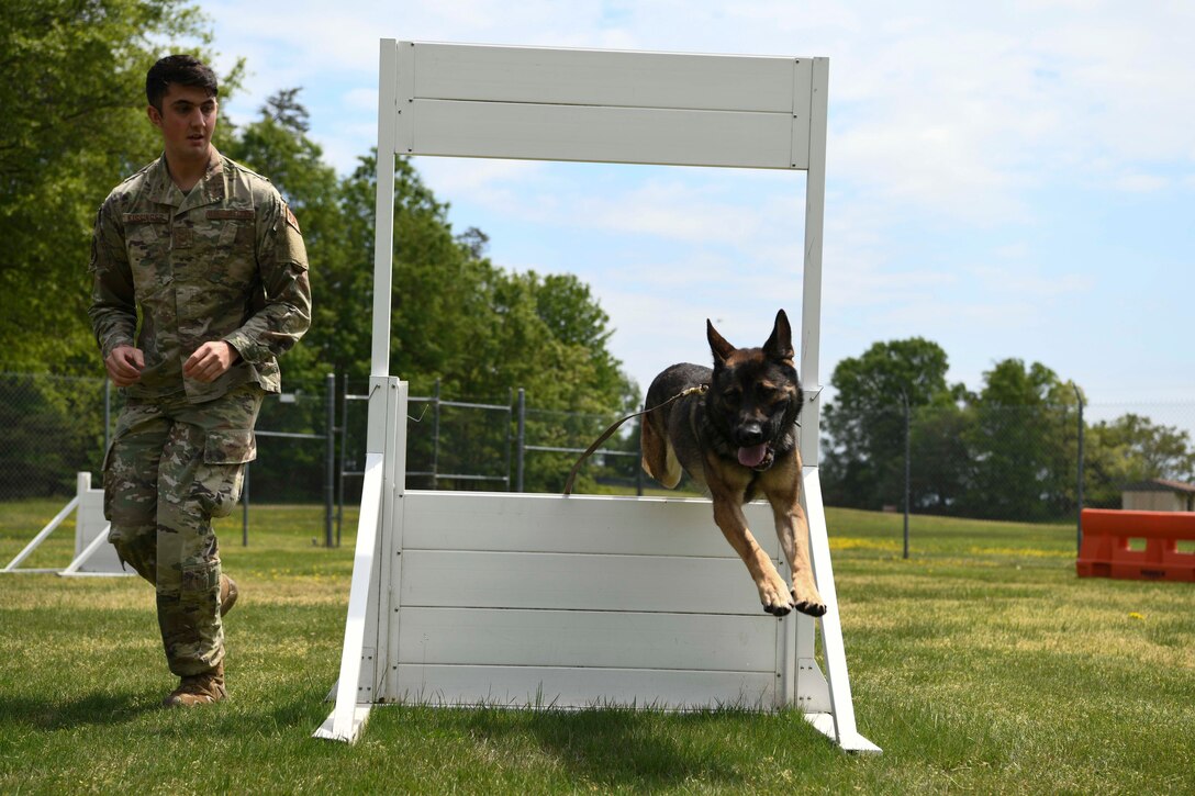 Staff Sgt. Trenton Kissinger, 11th Security Support Squadron military working dog handler, takes Edo, MWD, through a windowed obstacle at Joint Base Andrews, Md., May 14, 2020. The MWD section trains for support of no-fail missions, including explosive detection for Air Force One. Police Week is held annually during whichever week May 15th falls to honor all law enforcement officers past and present.  (U.S. Air Force photo by Airman 1st Class Spencer Slocum)
