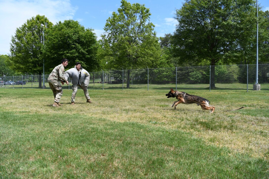 Edo, a military working dog, chases Senior Airman Giancarlo Diaz, 11th Security Support Squadron MWD handler, as part of a training exercise at Joint Base Andrews, Md., May 14, 2020. MWDs are trained to respond without commands when a person shows aggression towards their handler. Police Week is held annually during whichever week May 15th falls to honor all law enforcement officers past and present. (U.S. Air Force photo by Airman 1st Class Spencer Slocum)