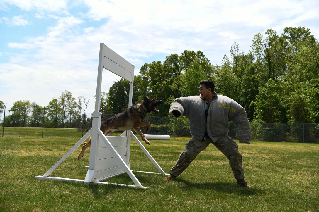 Edo, a military working dog, lunges at Senior Airman Giancarlo Diaz, 11th Security Support Squadron MWD handler, as part of a training exercise at Joint Base Andrews, Md., May 14, 2020. The JBA kennel has 26 MWDs for explosive detection and two for drug detection. Police Week is held annually during whichever week May 15th falls to honor all law enforcement officers past and present. (U.S. Air Force photo by Airman 1st Class Spencer Slocum)