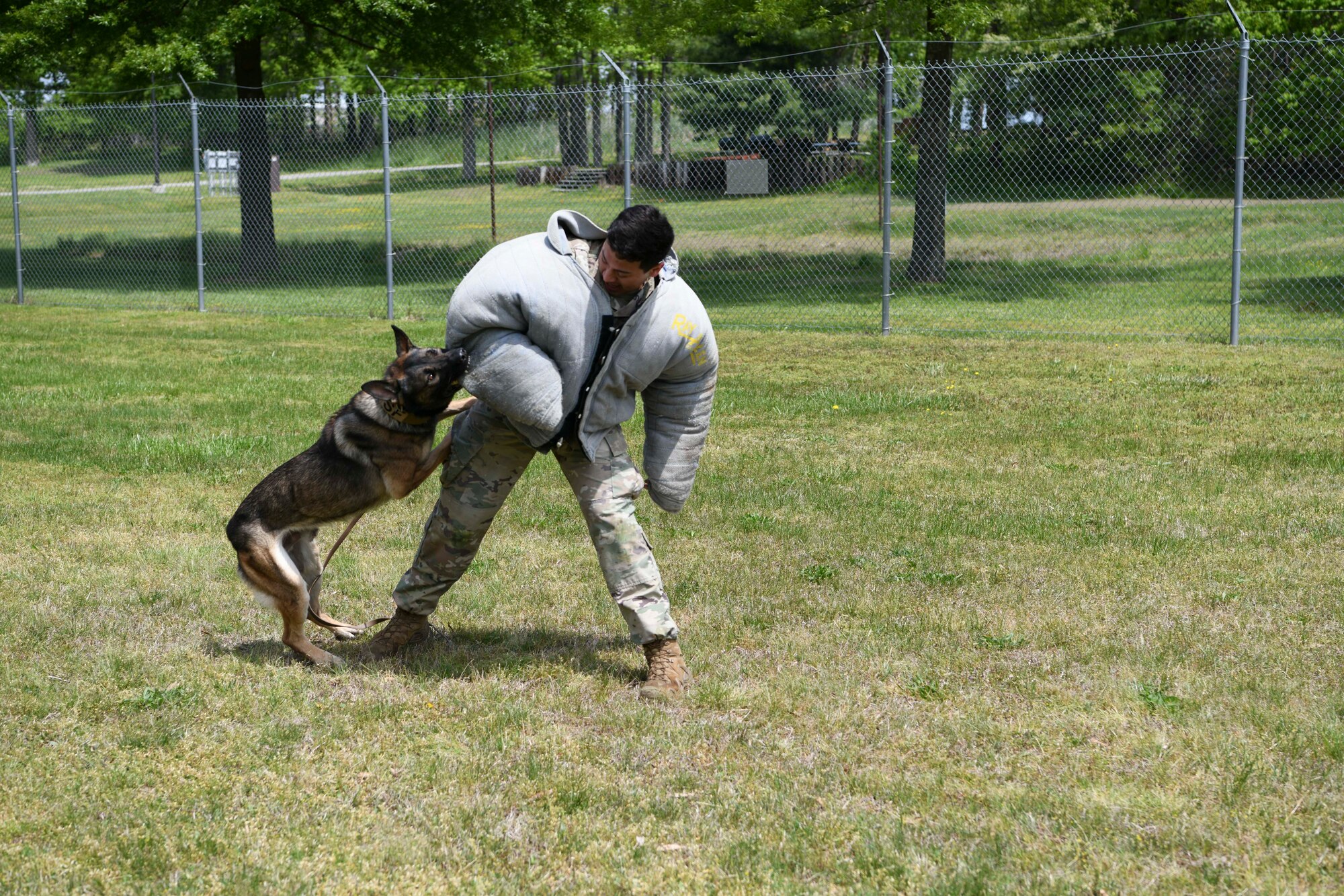 Edo, a military working dog, bites Senior Airman Giancarlo Diaz, 11th Security Support Squadron MWD handler, as part of a training demonstration at Joint Base Andrews, Md., May 14, 2020. MWDs perform roughly 30 demonstrations a year at different units and events around JBA. Police Week is held annually during whichever week May 15th falls to honor all law enforcement officers past and present. (U.S. Air Force photo by Airman 1st Class Spencer Slocum)