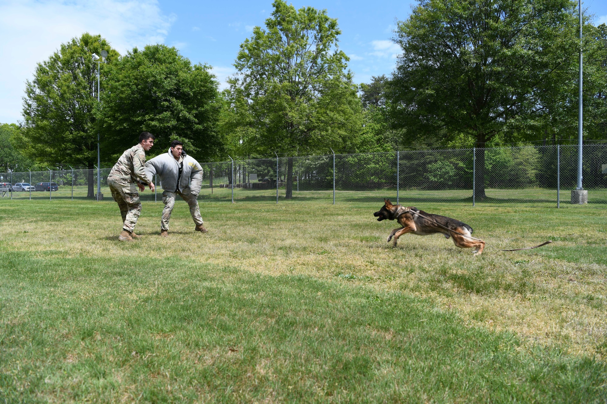 Edo, a military working dog, chases Senior Airman Giancarlo Diaz, 11th Security Support Squadron MWD handler, as part of a training exercise at Joint Base Andrews, Md., May 14, 2020. MWDs are trained to respond without commands when a person shows aggression towards their handler. Police Week is held annually during whichever week May 15th falls to honor all law enforcement officers past and present. (U.S. Air Force photo by Airman 1st Class Spencer Slocum)