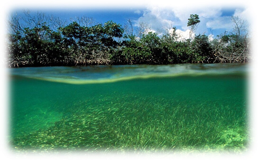 Biscayne Bay Wetlands and seagrass