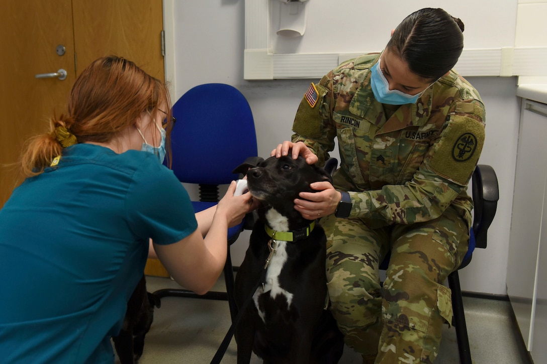 A soldier and an animal health assistant inspect a dog’s ear.
