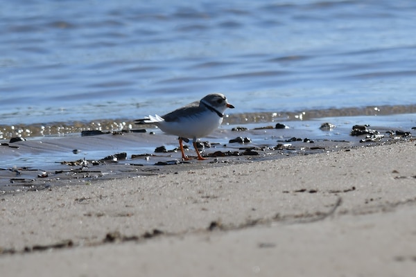 Piping plovers are spotted at nesting grounds, April 27, 2020, at John Martin Reservoir. Normal monitoring season for this specific bird is from April until August annually.