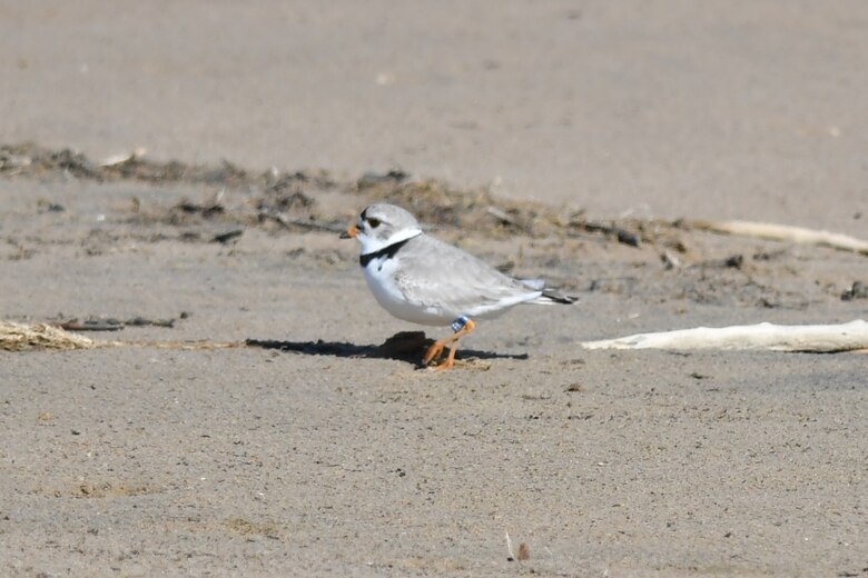 A banded plover is sited at John Martin Reservoir, April 27, 2020. Piping Plovers migrate up from the Gulf of Mexico. The banding allows the natural resources specialists to track the birds’ migration patterns and how well the fledglings survive. Tracking and monitoring the banded plovers has also proven that they also nest in other Colorado Lakes, as well as at John Martin.