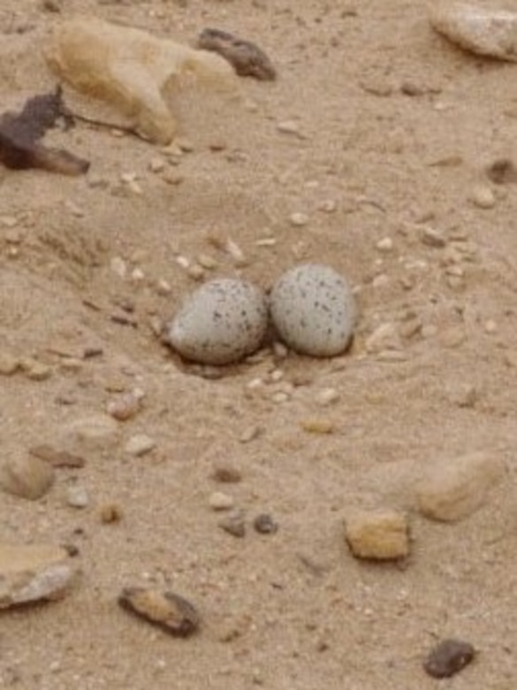 This piping plover nest was sited at John Martin Reservoir on May 12, 2020. This photo shows how difficult it is to see the nest and the eggs and how well they blend into the surrounding sandy habitat. This is effective in protecting the eggs from predators. However, it is so effective that the eggs may be difficult for people to see, which may be detrimental for the birds on occasion.
