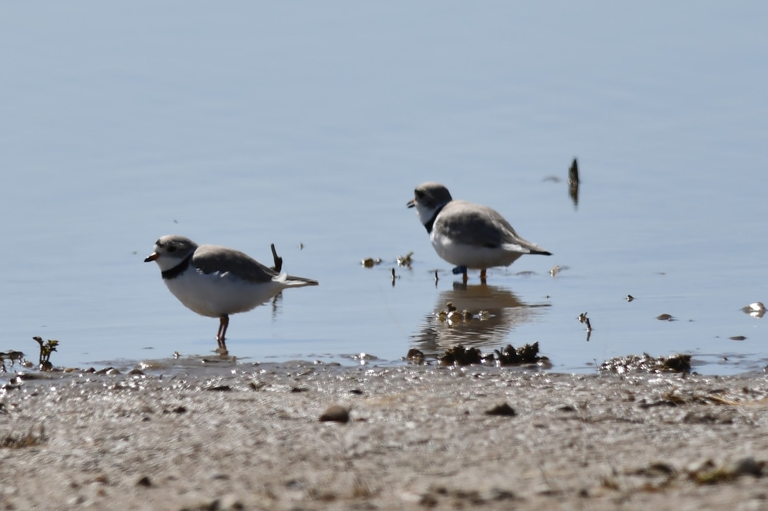 Piping plovers are sited at John Martin Reservoir, in Hasty, Colorado, on April 17, 2020. The plovers arrived earlier than their usual arrival time of late April and mid-May. This early arrival delighted the staff at the reservoir.