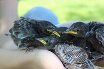 Starlings rest in their surrogate momma’s hands after Catherine Clemans, daughter of Col. Craig C. Clemans, base commanding officer’s daughter, gave them their most recent meal of worms and fruit aboard Marine Corps Logistics Base Barstow, Calif., May 11. (Photos courtesy of Catherine, Caitlyn and Samantha Clemans)