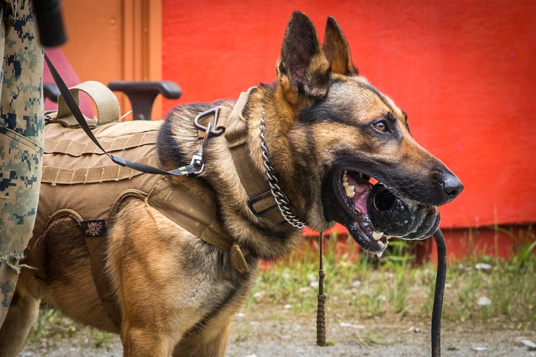 A dog stands next to his handler.