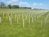 About 55,000 trees were recently planted at Fort Indiantown Gap, Pa., for forest regeneration, erosion control, wildlife habitat, urban improvement and stream buffers. The seedlings are protected by white tree tubes like the ones pictured here so they will not be eaten by animals.