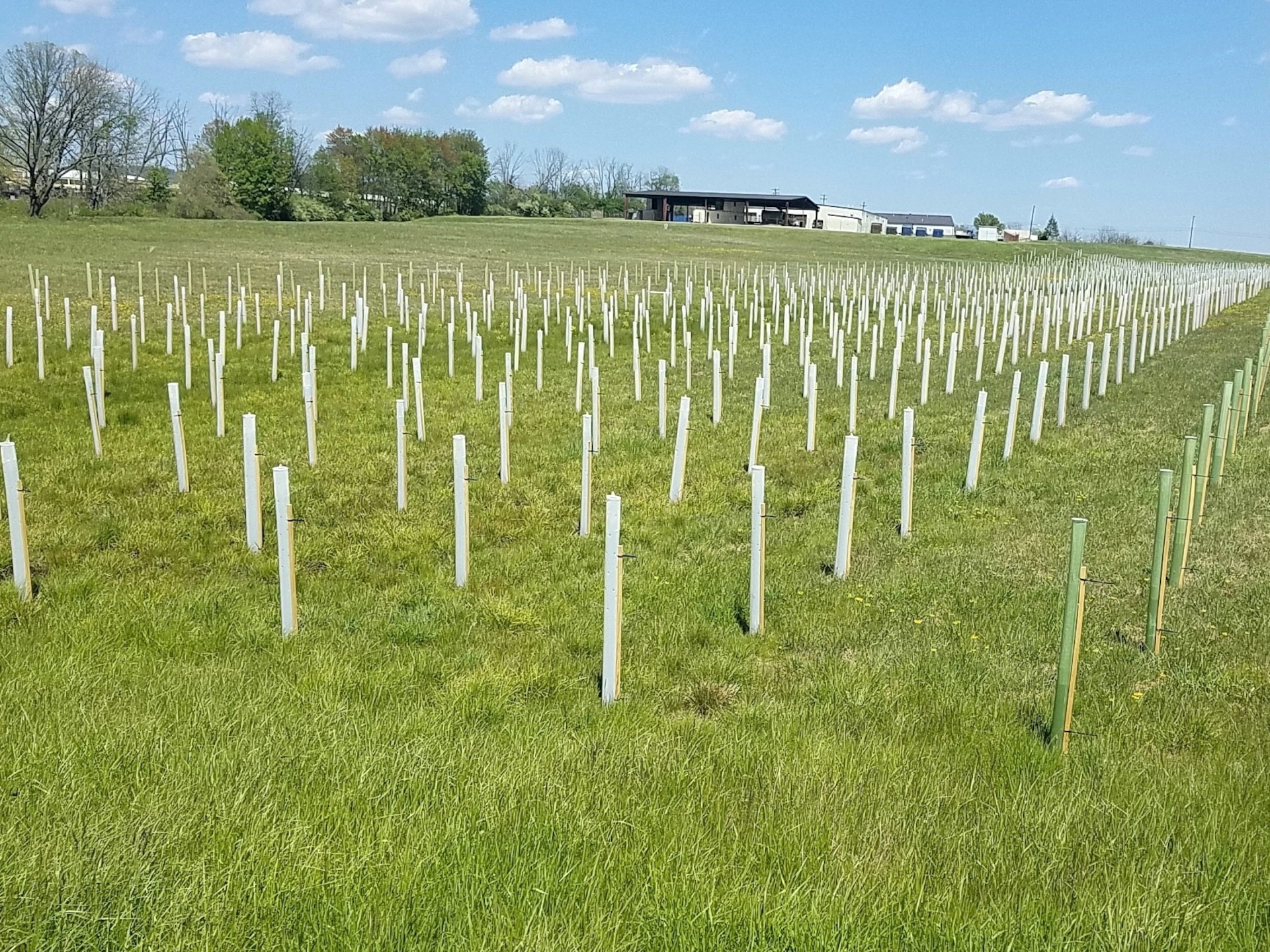 About 55,000 trees were recently planted at Fort Indiantown Gap, Pa., for forest regeneration, erosion control, wildlife habitat, urban improvement and stream buffers. The seedlings are protected by white tree tubes like the ones pictured here so they will not be eaten by animals.