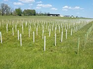 About 55,000 trees were recently planted at Fort Indiantown Gap, Pa., for forest regeneration, erosion control, wildlife habitat, urban improvement and stream buffers. The seedlings are protected by white tree tubes like the ones pictured here so they will not be eaten by animals.