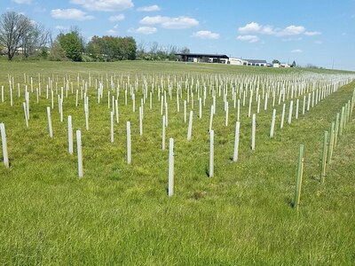 About 55,000 trees were recently planted at Fort Indiantown Gap, Pa., for forest regeneration, erosion control, wildlife habitat, urban improvement and stream buffers. The seedlings are protected by white tree tubes like the ones pictured here so they will not be eaten by animals.