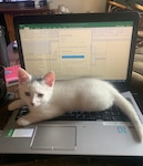 While conducting a "virtual drill" with Headquarters and Headquarters Company of the 27th Infantry Brigade Combat Team from her home in Syracuse, N.Y., April 18, 2020, New York Army National Guard Sgt. Heather Hiltbrand faced some unusual challenges. Her cat, Kevin, kept climbing on her keyboard. New York Army National Guard Soldiers have been drilling via computer and phone calls since Gov. Andrew M. Cuomo ordered a "pause" to prevent the spread of the COVID19 virus in mid-March.