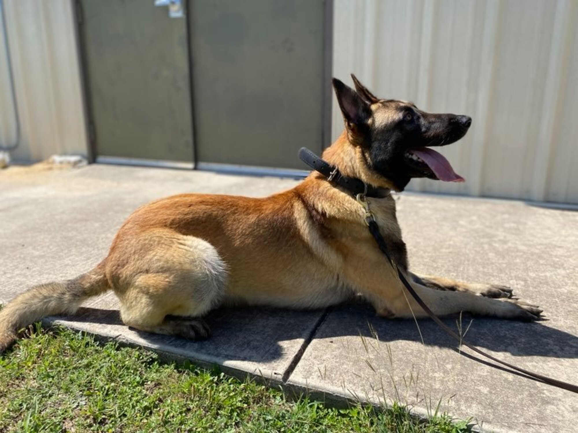 The 341st Training Squadron conducts all military working dog initial training as well as all MWD handlers courses for the Department of Defense right here at Joint Base San Antonio-Lackland, Texas. This elite team was able to share what they do with a class of 4th grade students from Buda Elementary School during a virtual canine demonstration, May 18, 2020.
