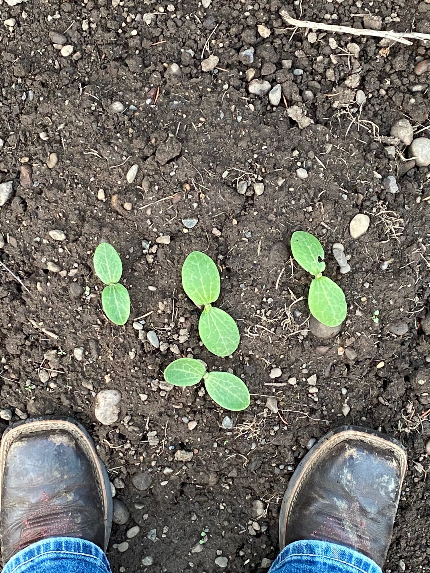 pumpkin sprouts
