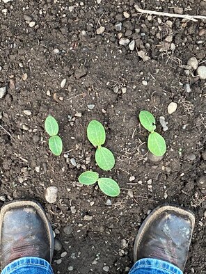 pumpkin sprouts