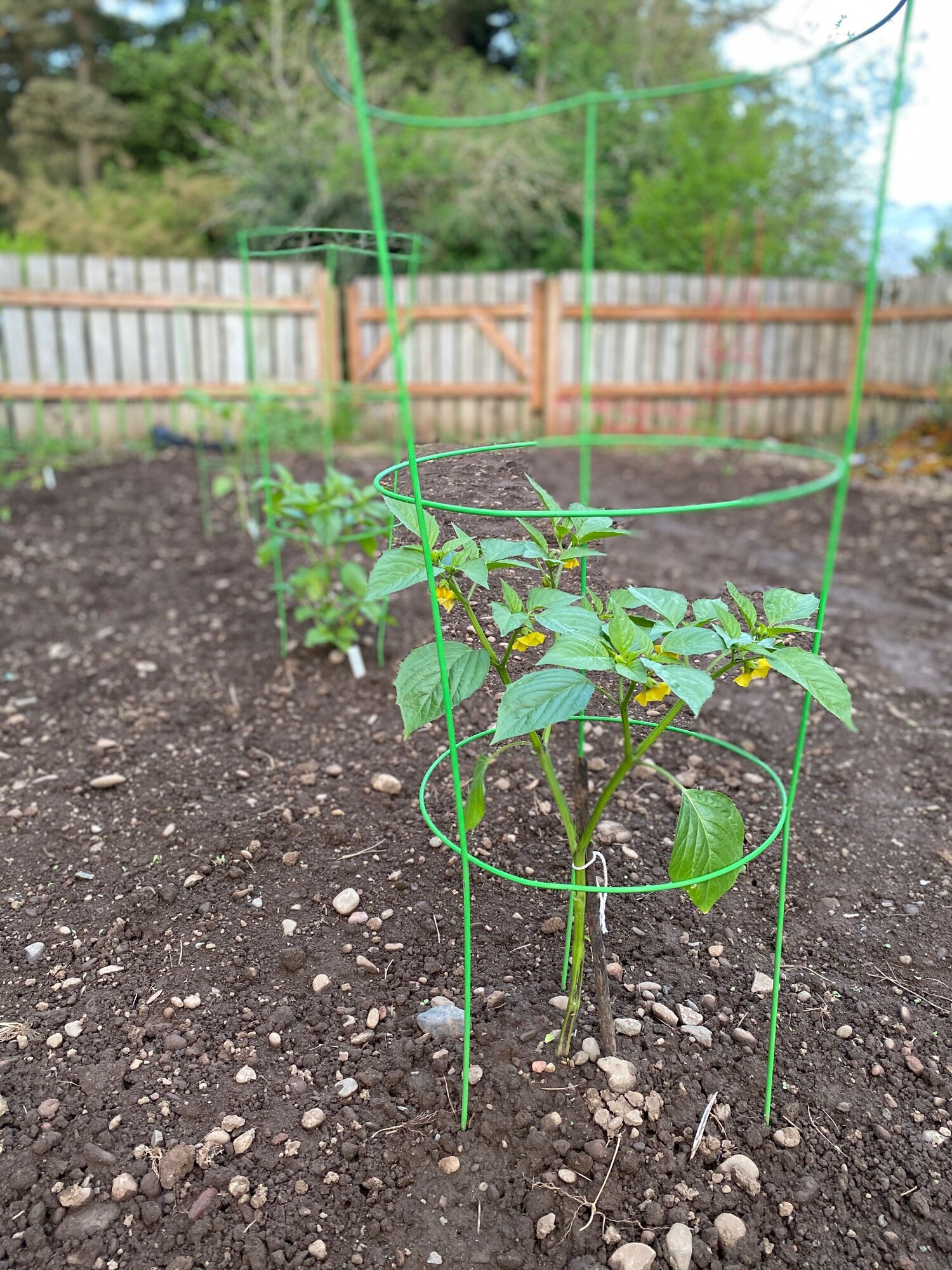 tomato plant