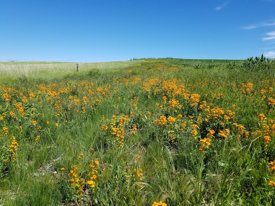 Government Meadows — Washington Trails Association