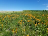 Field of Flowers at the Mill Creek Project