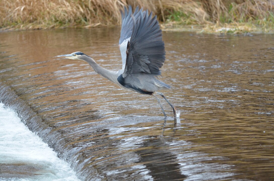 Great blue heron at Mill Creek