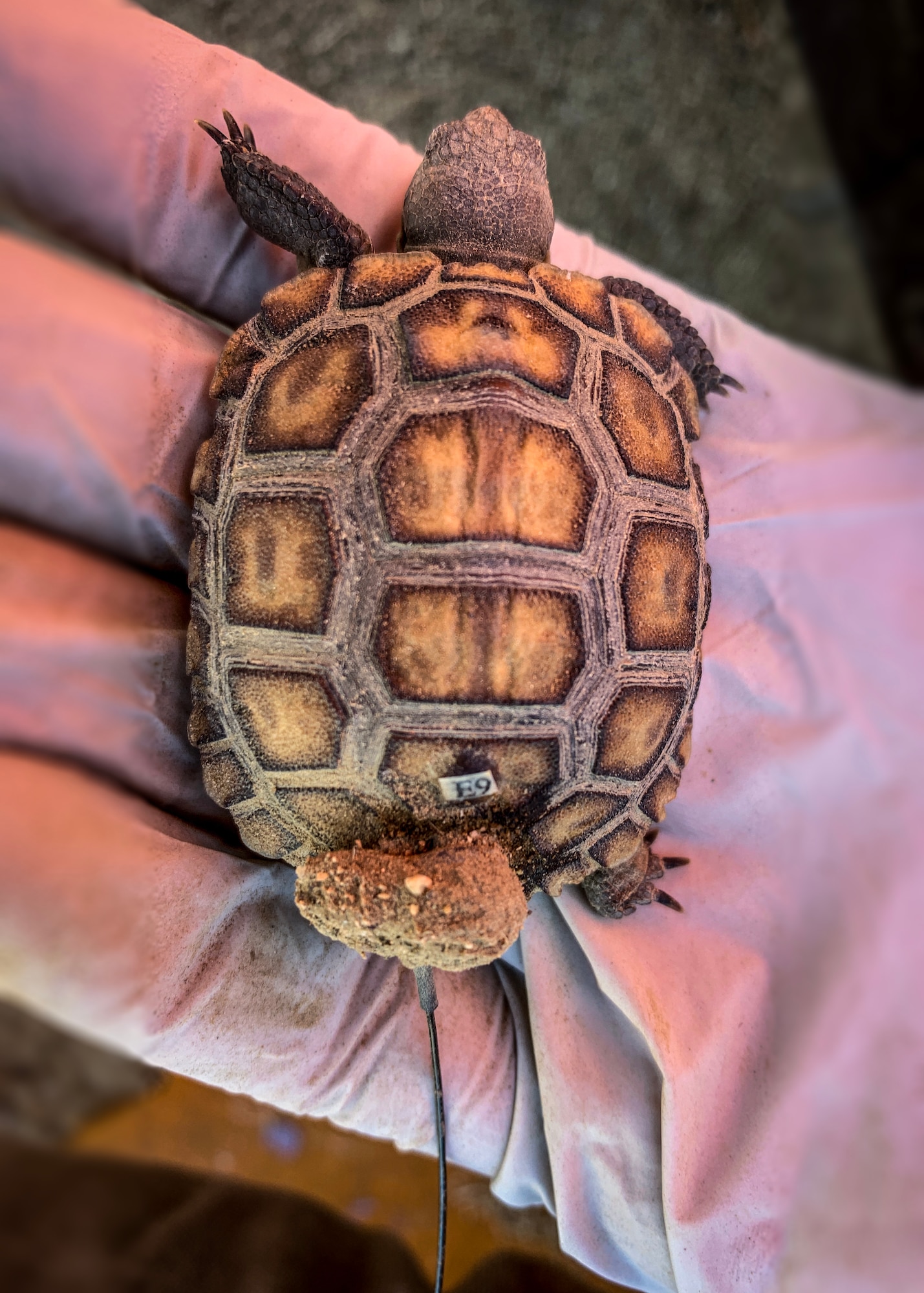 A desert tortoise is outfitted with a tracking device to help the Edwards Environmental Management section track the animals. The base Environmental Management section, in partnership with San Diego Zoo Global, successfully released 116 juvenile tortoises on Edwards Air Force Base, California, recently. (Photo courtesy Edwards Environmental Management)