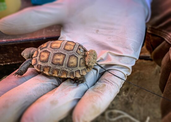 A desert tortoise is outfitted with a tracking device to help the Edwards Environmental Management section track the animals. The base Environmental Management section, in partnership with San Diego Zoo Global, successfully released 116 juvenile tortoises on Edwards Air Force Base, California, recently. (Photo courtesy Edwards Environmental Management)